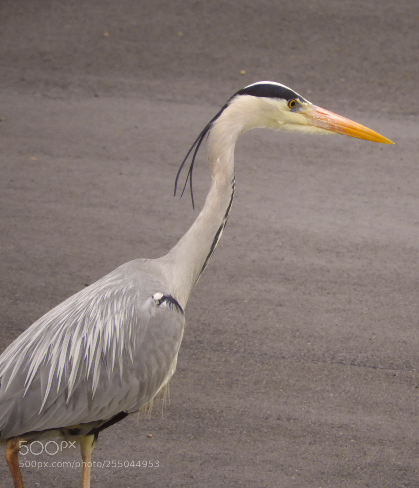 Nikon Coolpix B700 sample photo. Grey heron against grey photography