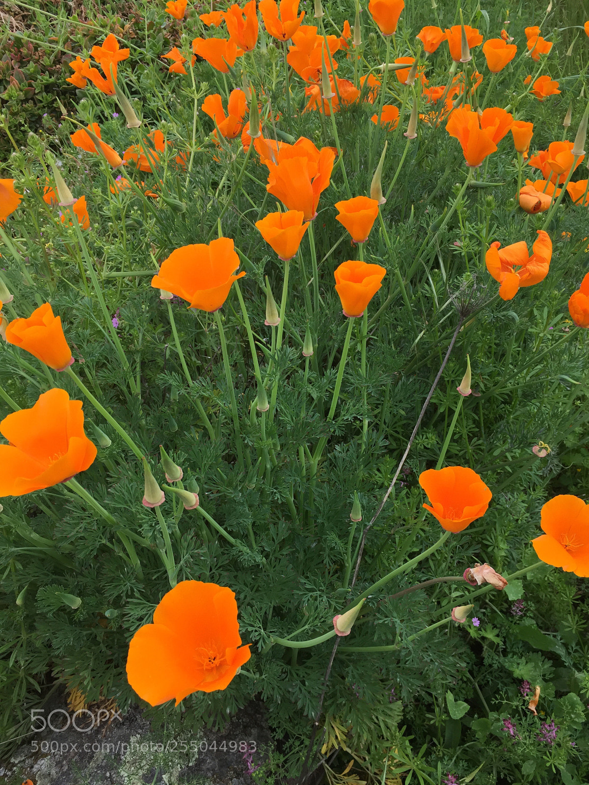 Apple iPhone 6 sample photo. Untitled photography