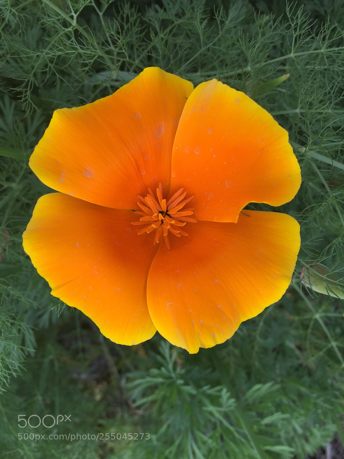 Apple iPhone 6 sample photo. Untitled photography