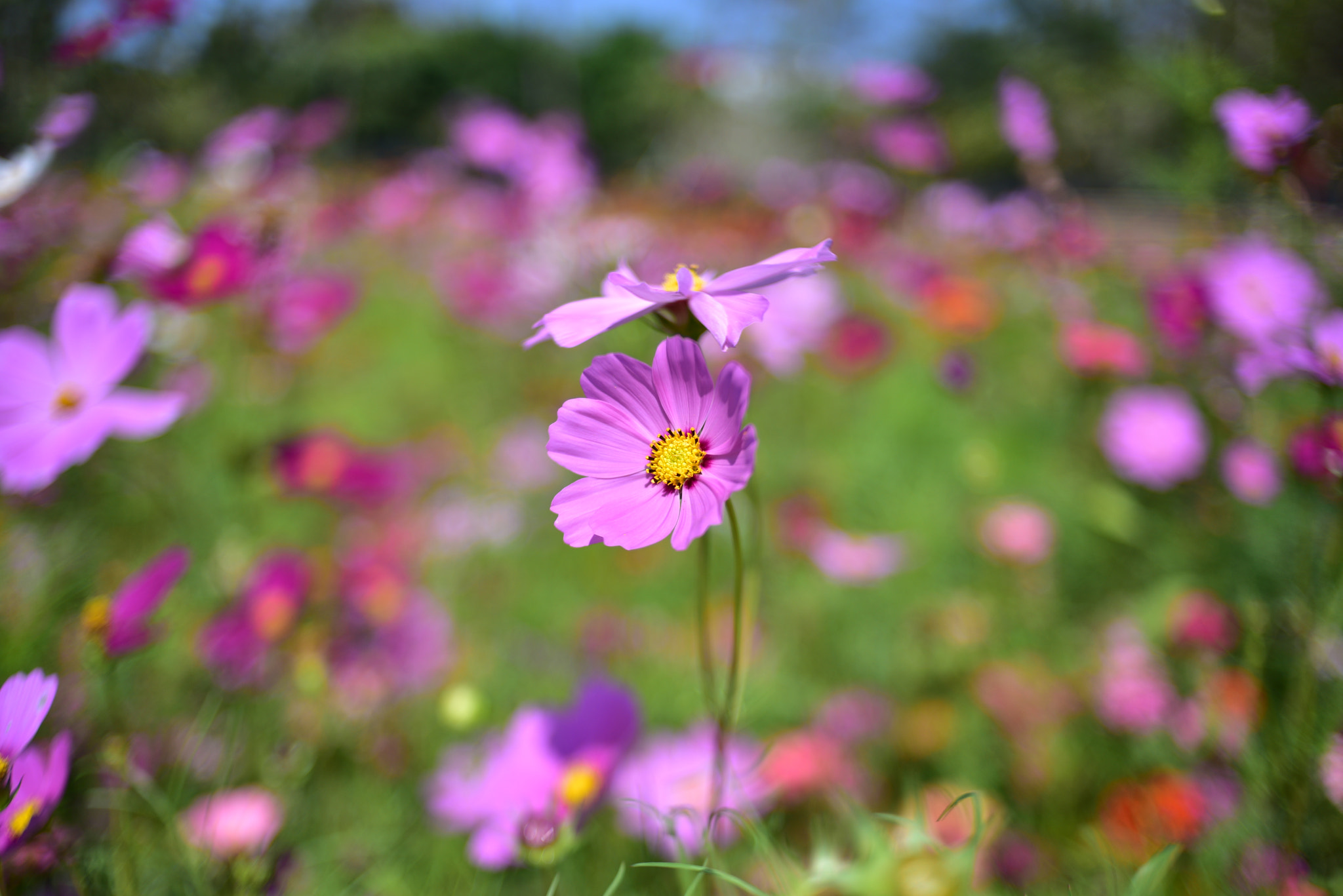 Manual Lens No CPU sample photo. Sway with the wind photography