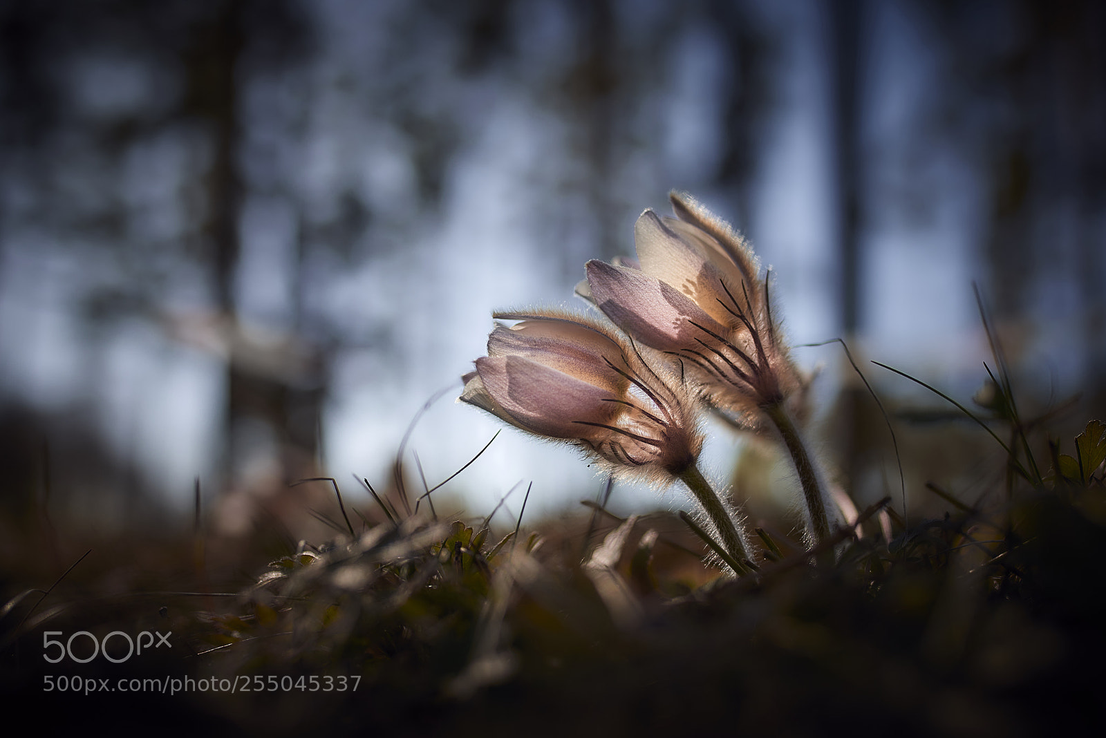 Nikon D800E sample photo. Forest floor jewelry photography