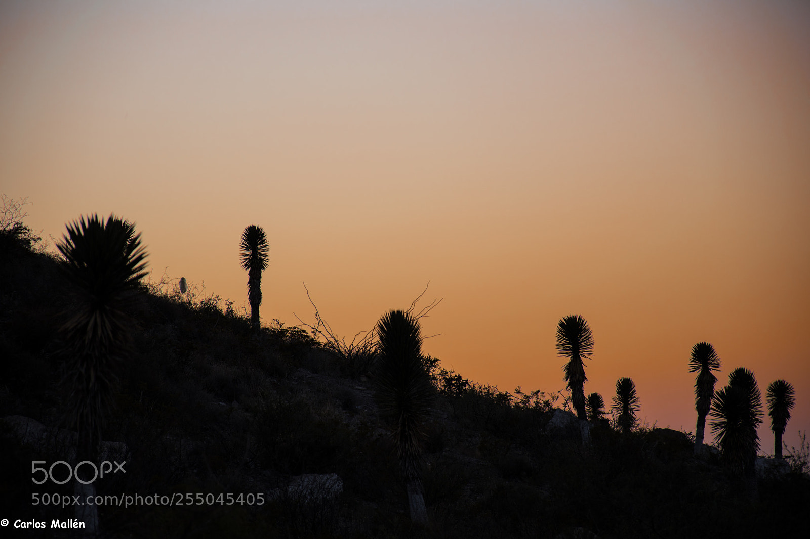 Nikon D5500 sample photo. Sunset in parras, coahuila photography