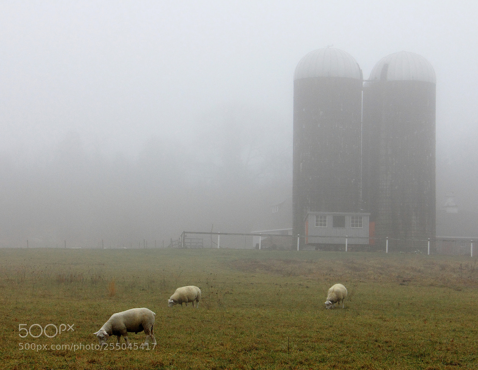 Canon EOS 60D sample photo. The three sheep photography