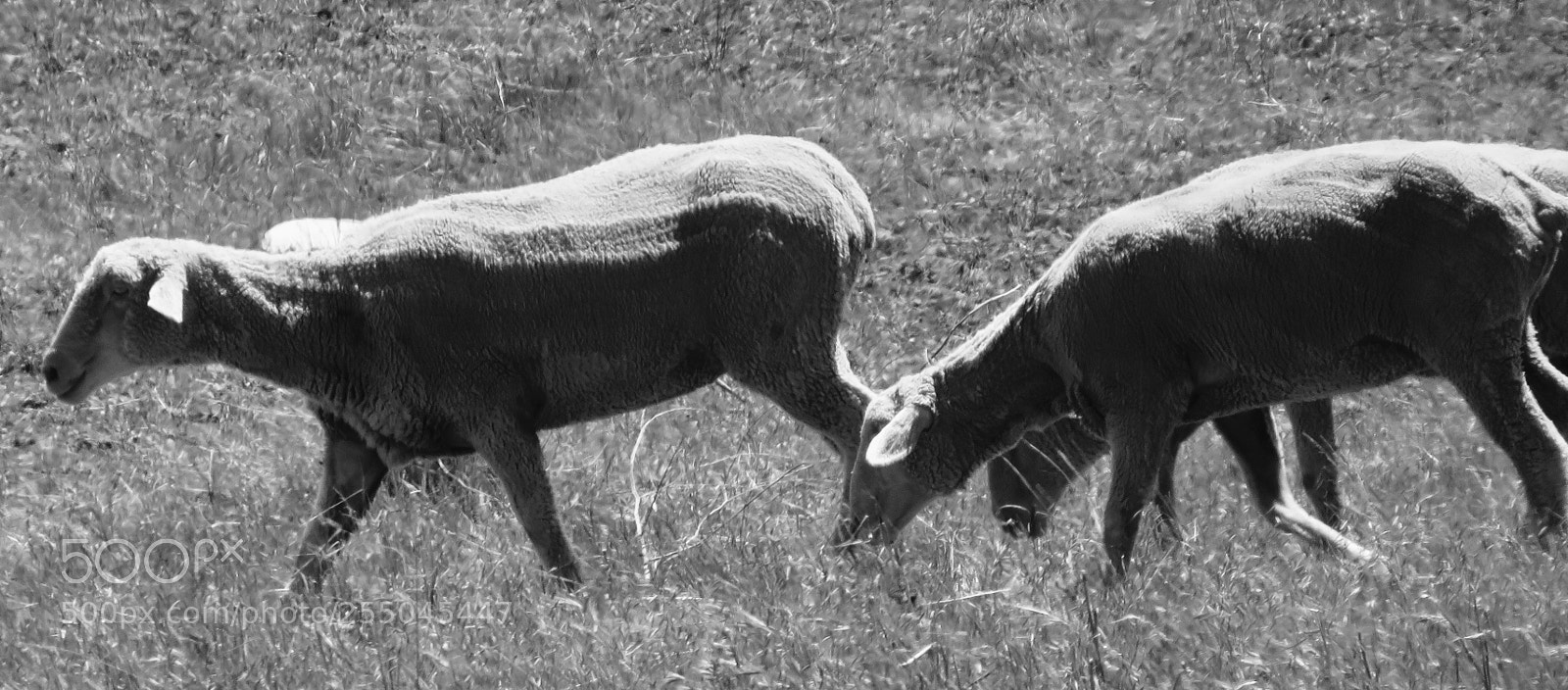Canon PowerShot SX60 HS sample photo. Grazing photography