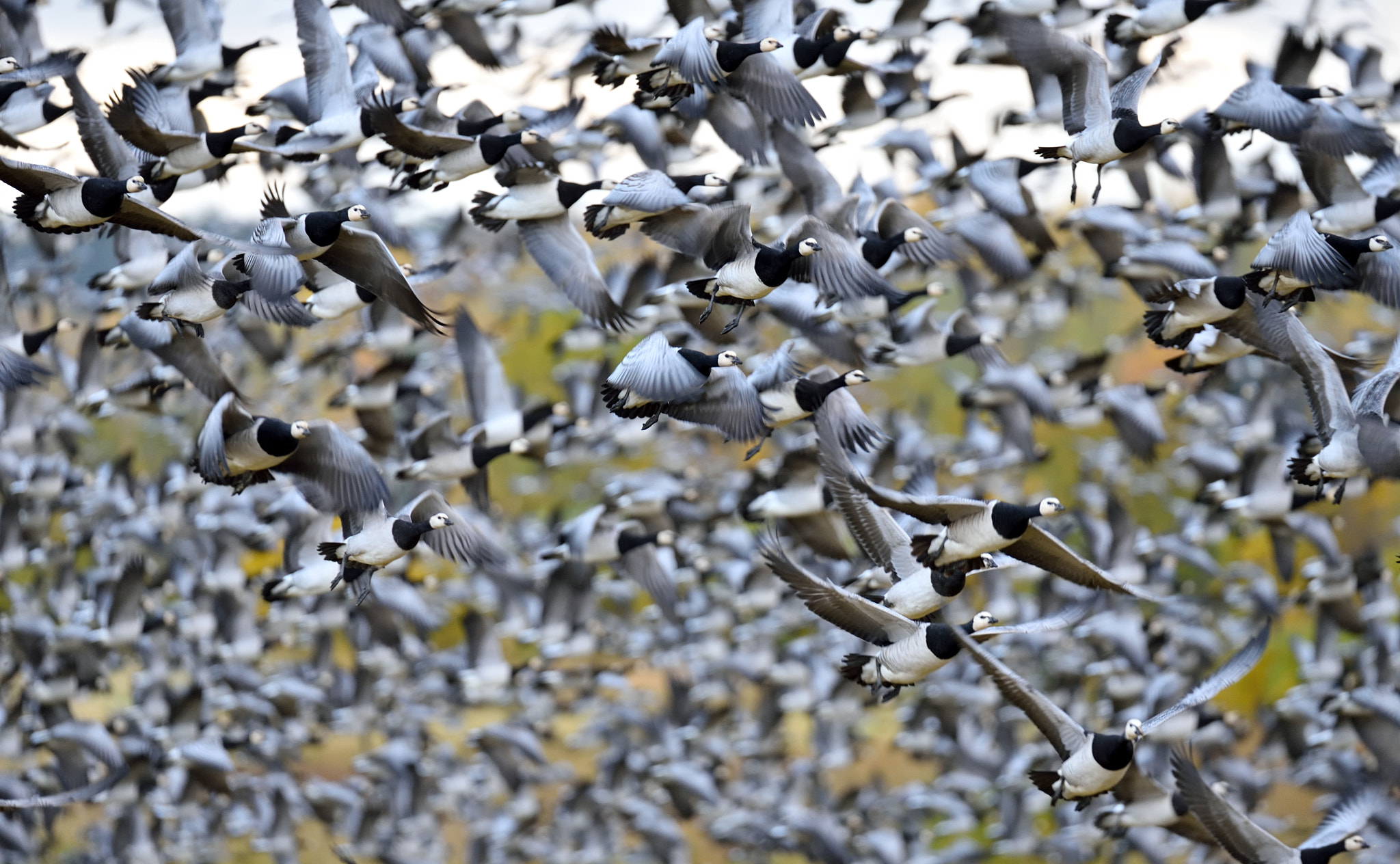 Nikon D750 + Sigma 150-600mm F5-6.3 DG OS HSM | S sample photo. Geese photography