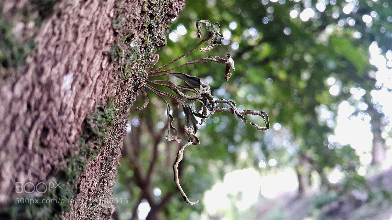 Samsung Galaxy Note4 sample photo. Detail photography