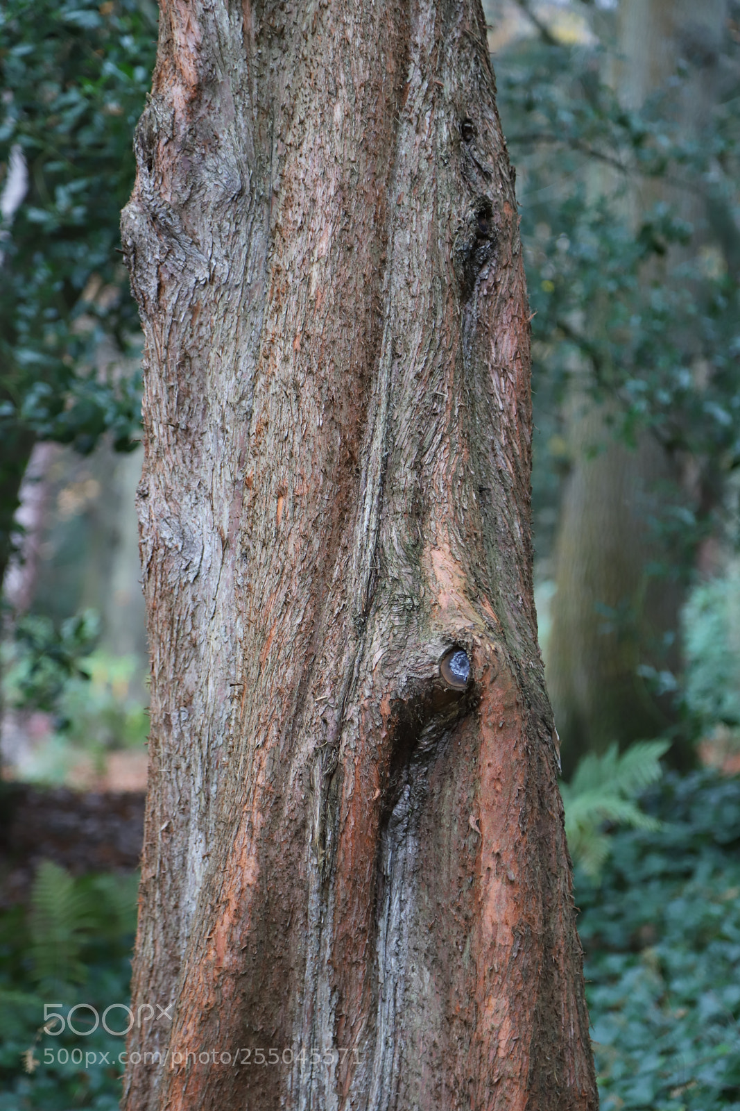 Canon EOS 6D Mark II sample photo. Chatsworth house, bakewell, derbyshire. photography