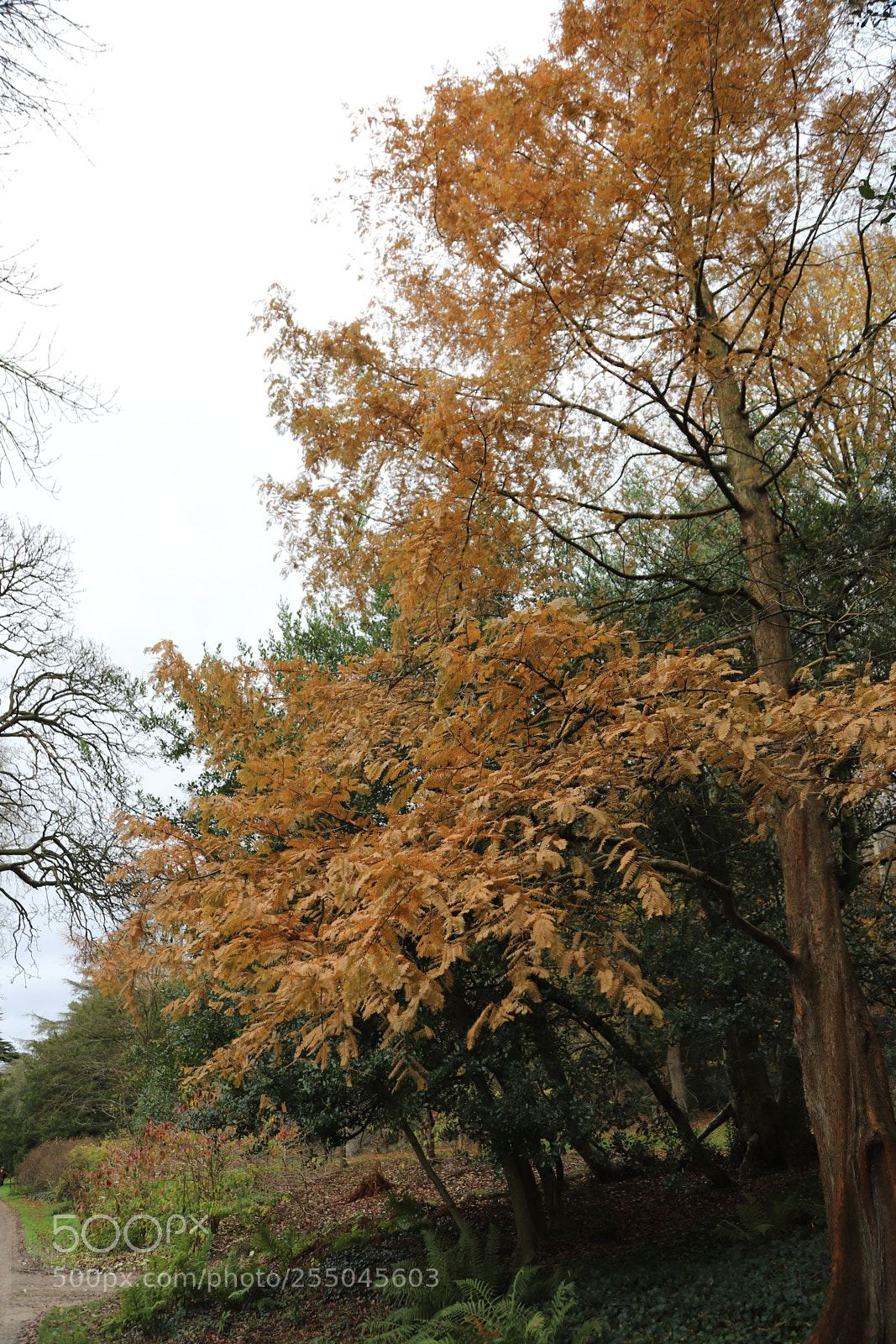 Canon EOS 6D Mark II sample photo. Chatsworth house, bakewell, derbyshire. photography