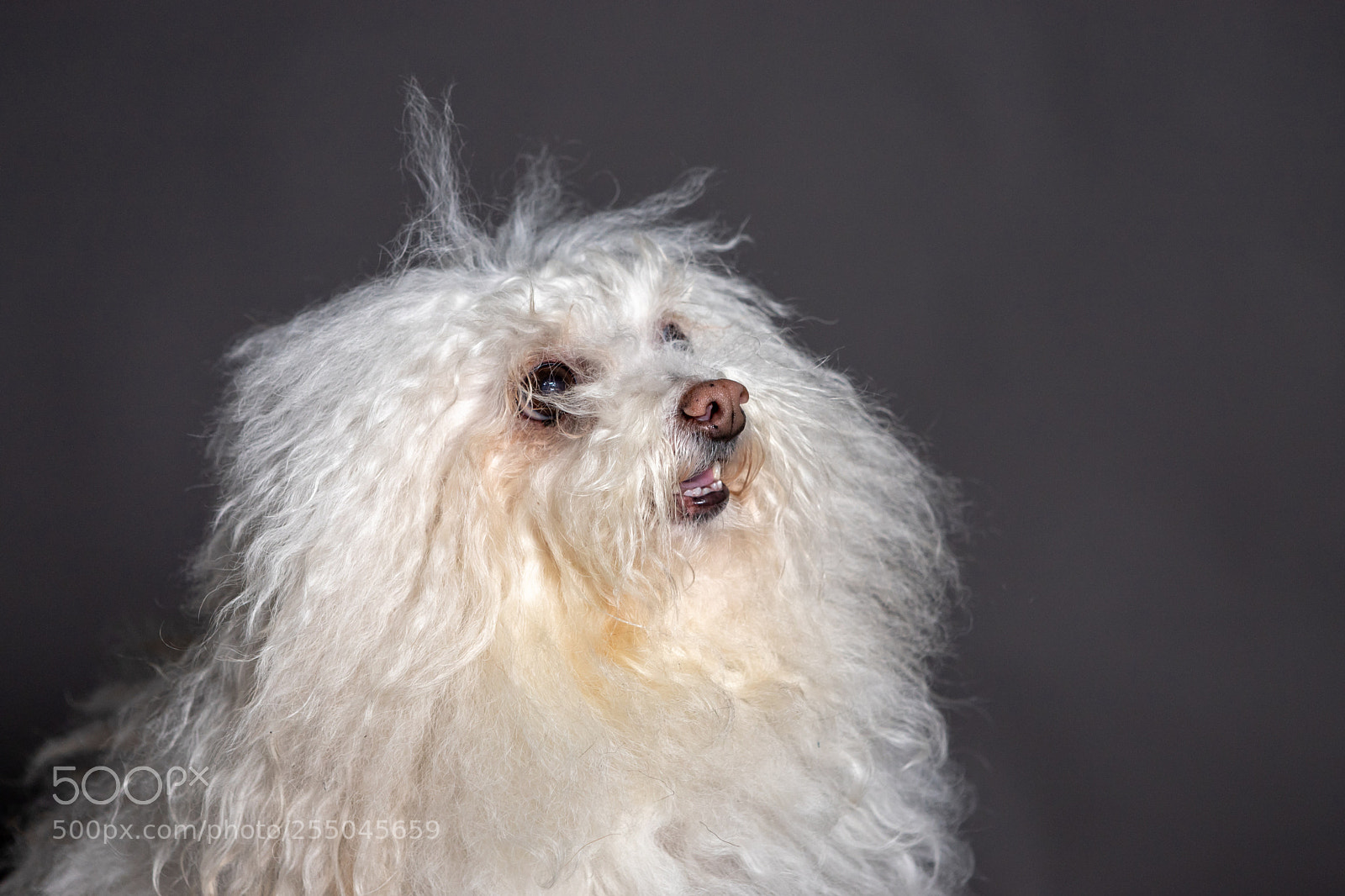 Canon EOS 6D Mark II sample photo. Bolognese dog portrait in photography