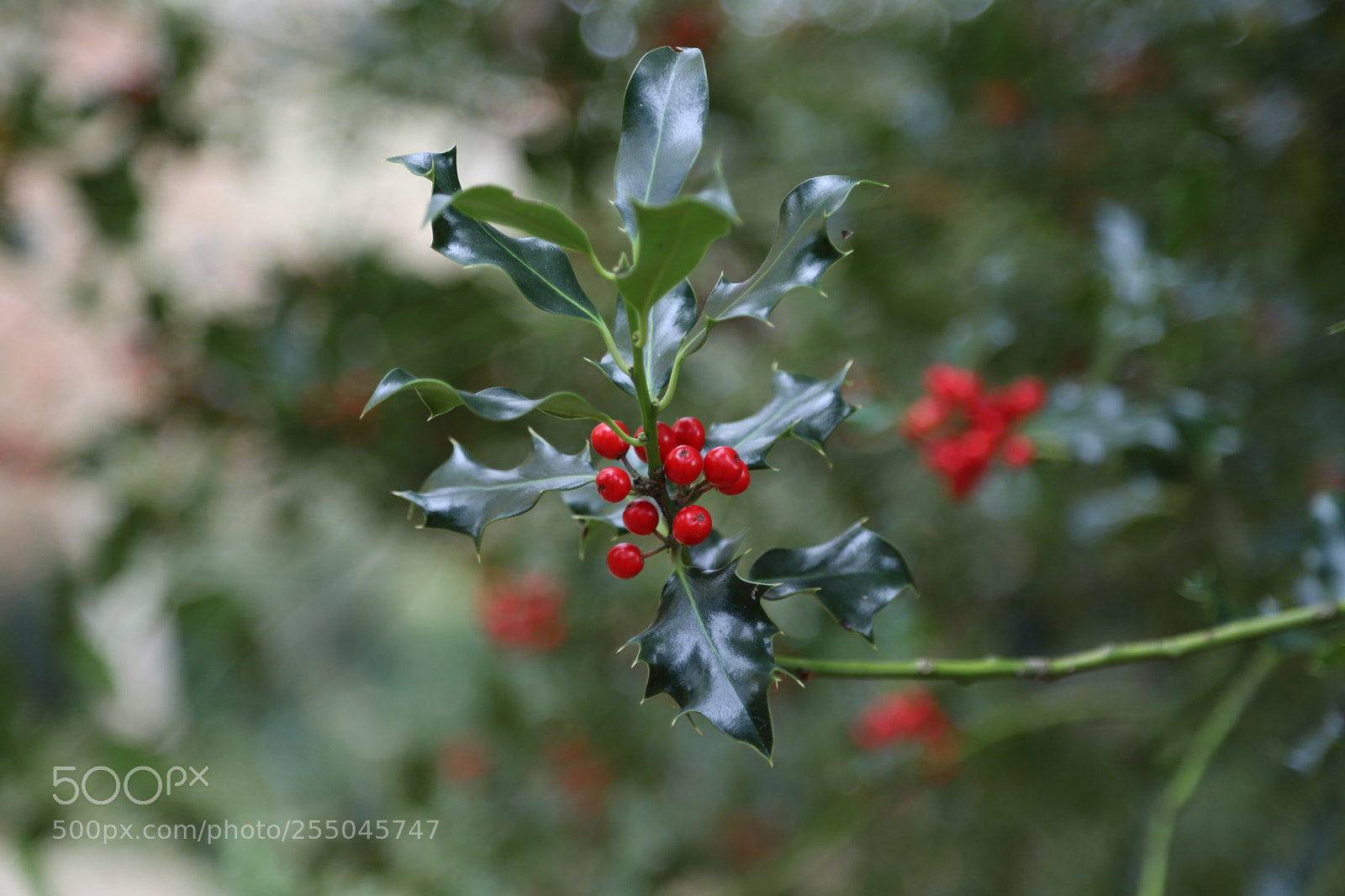 Canon EOS 6D Mark II sample photo. Chatsworth house, bakewell, derbyshire. photography