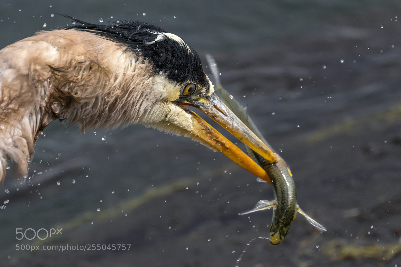 Canon EOS 7D Mark II sample photo. Beak-ed photography