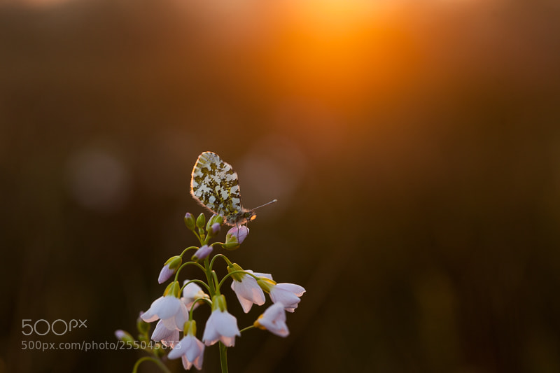 Canon EOS 5D Mark II sample photo. Sunset with butterfly photography
