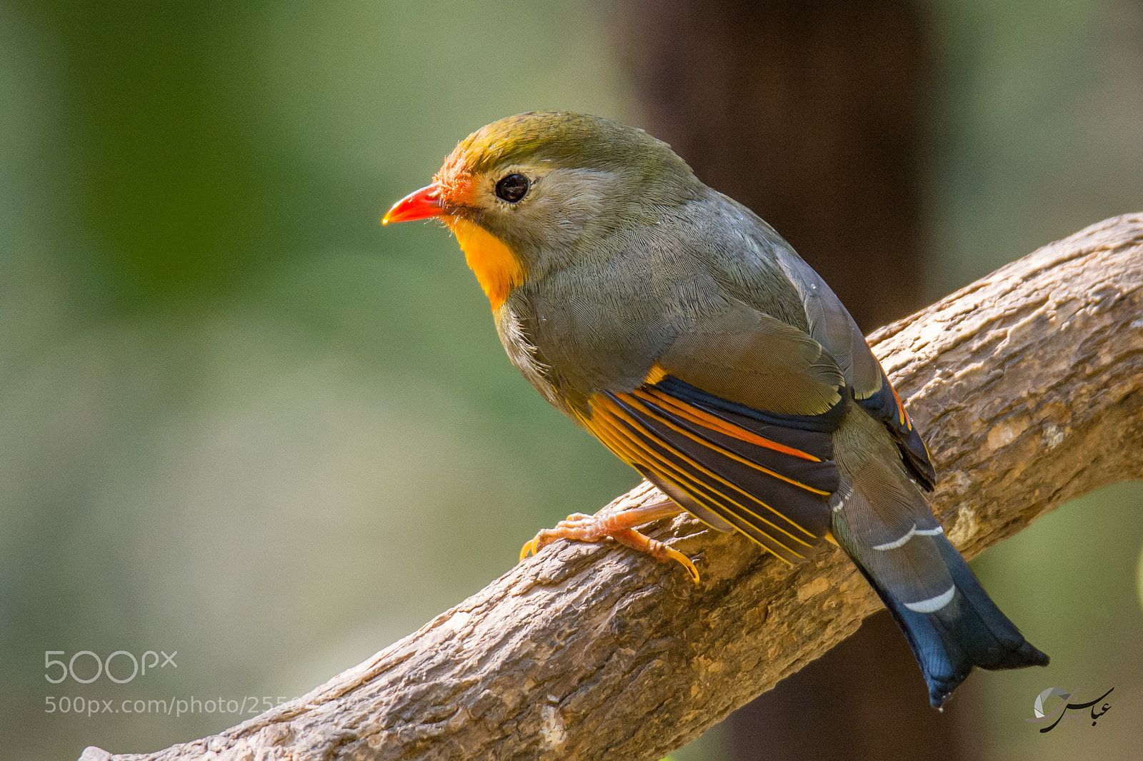 Nikon D7100 sample photo. Red-billed leiothrix photography