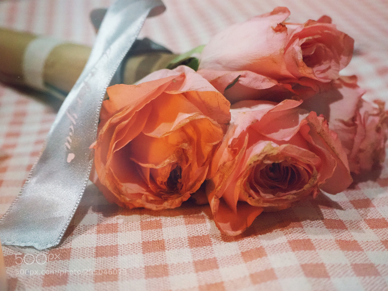 Olympus OM-D E-M10 III sample photo. Pink roses photography