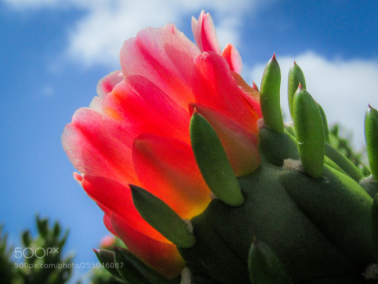 Canon PowerShot SX620 HS sample photo. Flowering succulent photography