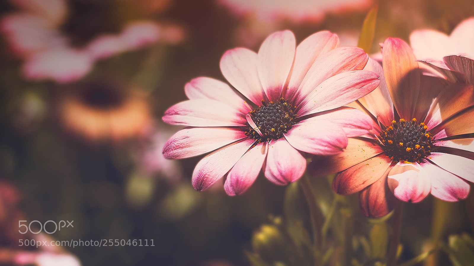 Canon EOS 70D sample photo. Osteospermum photography
