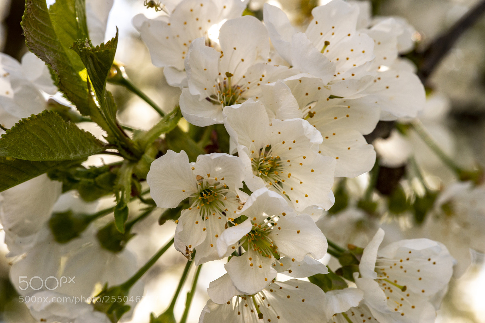 Nikon D800 sample photo. Cherry blossoms photography
