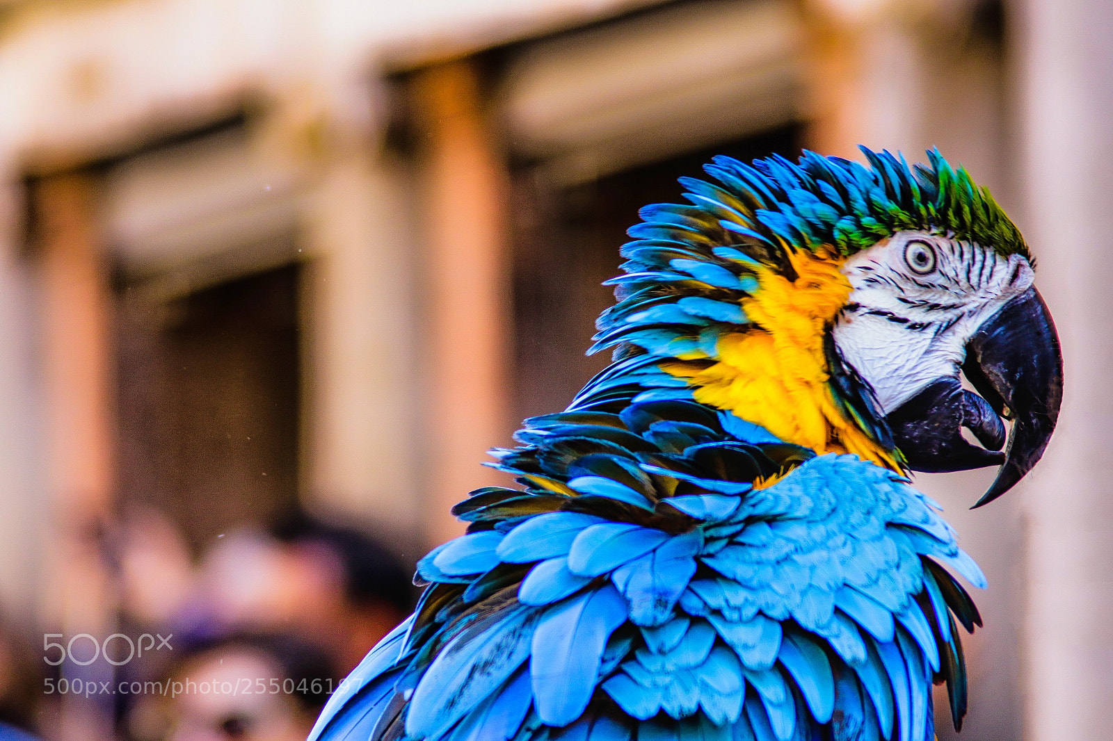 Canon EOS 7D Mark II sample photo. Colorful creature photography