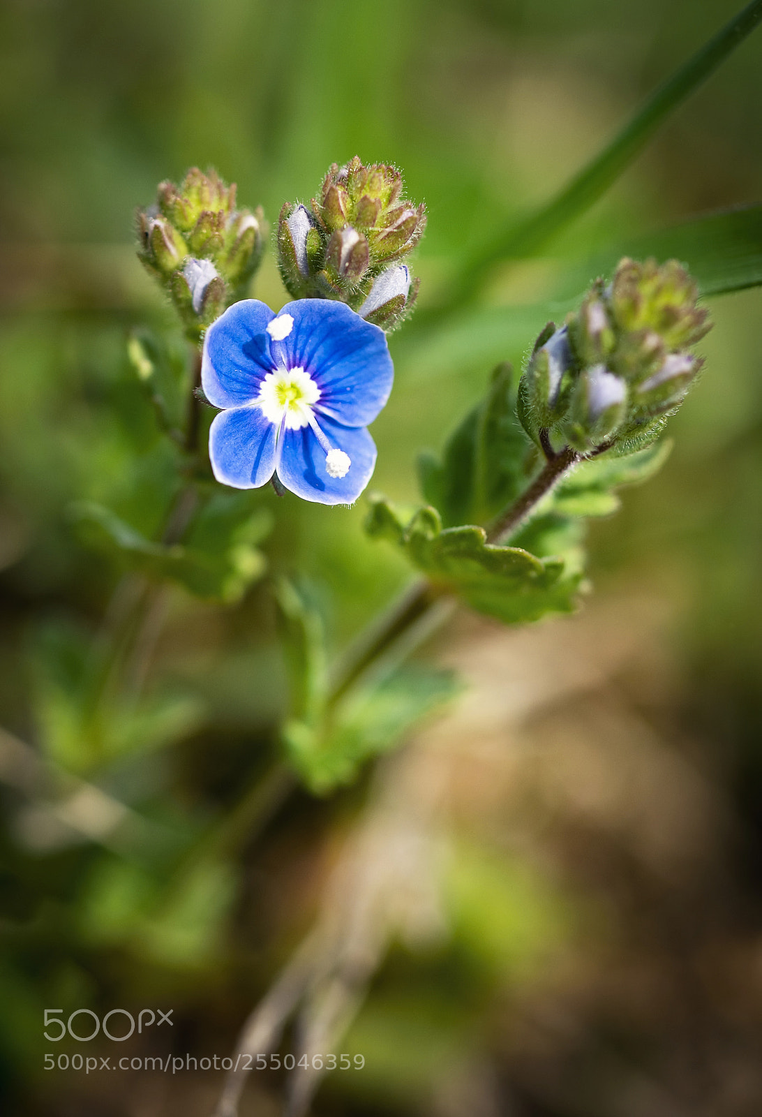 Nikon D5500 sample photo. Little blue flower on photography