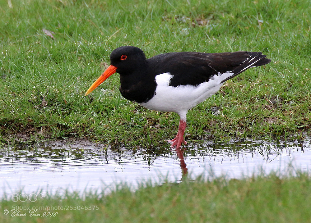Canon EOS 7D Mark II sample photo. Oystercatcher photography