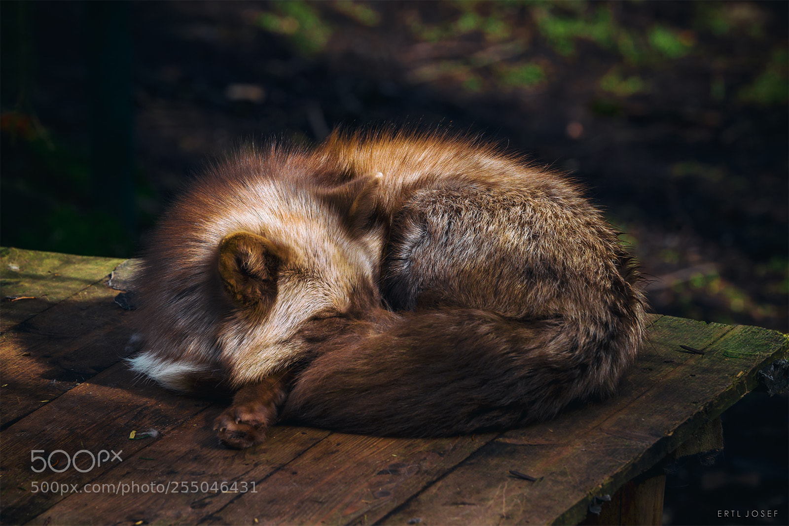 Canon EOS 70D sample photo. Polarfuchs photography