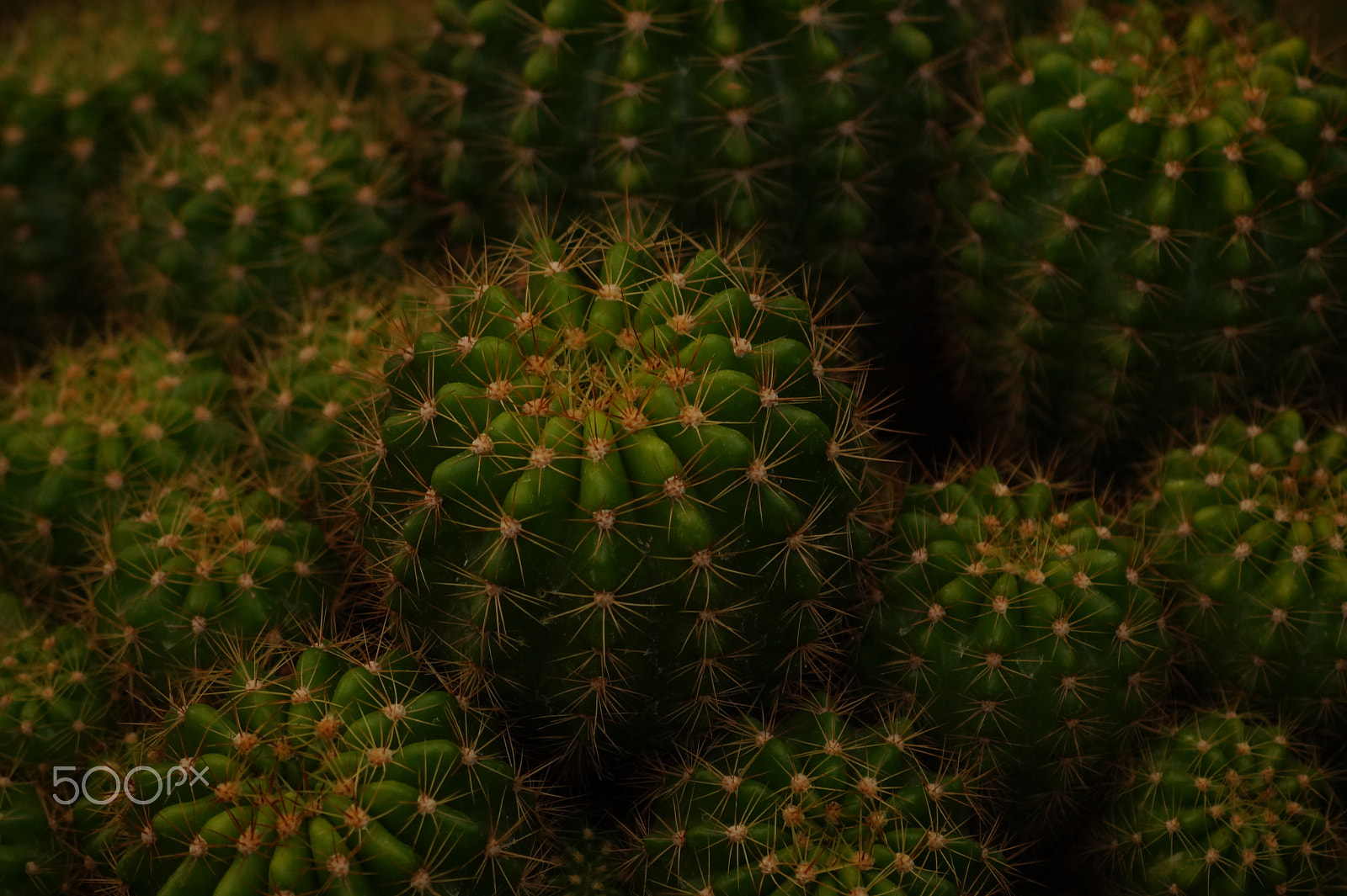 Sony DT 55-200mm F4-5.6 SAM sample photo. Throns photography
