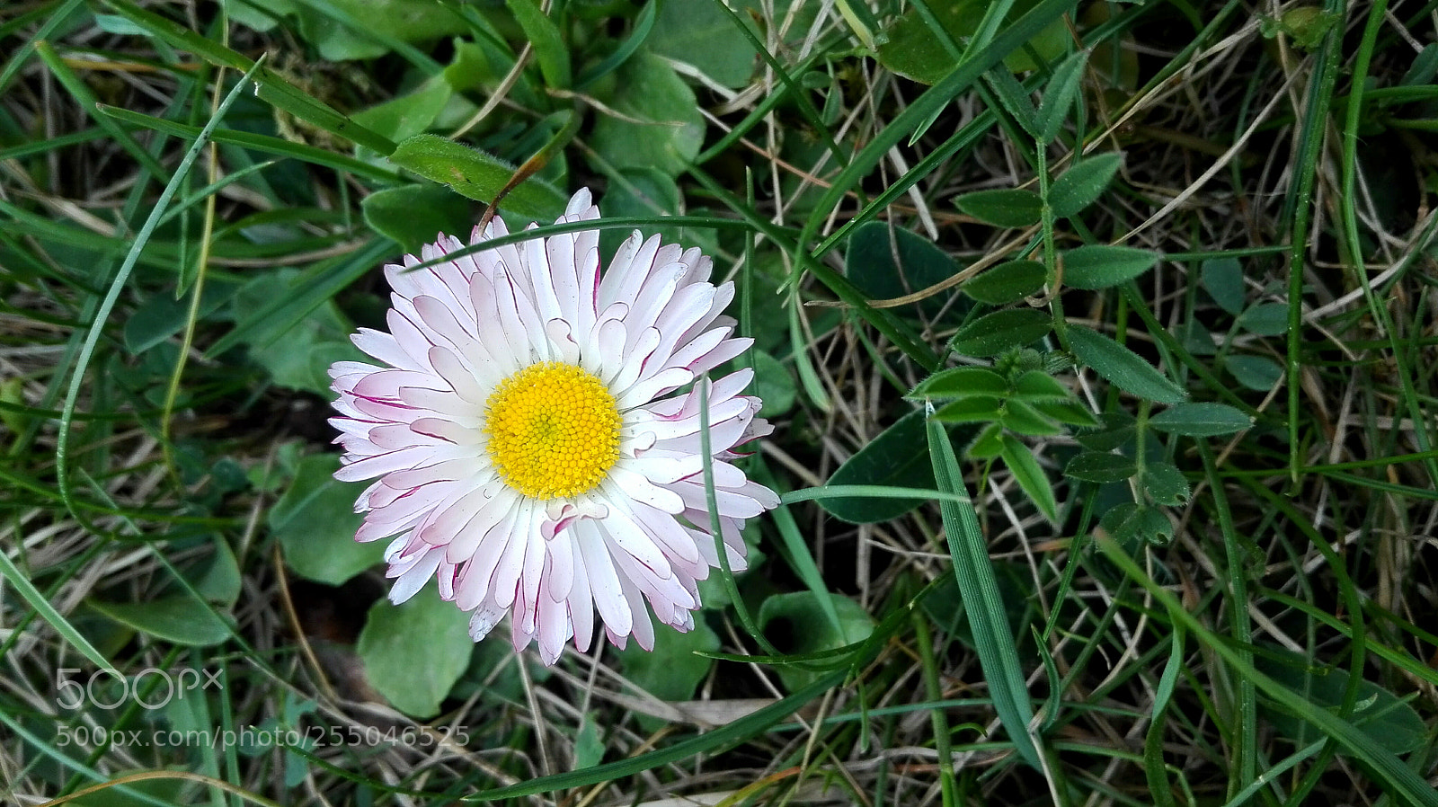 HUAWEI P8 Lite sample photo. Untitled photography