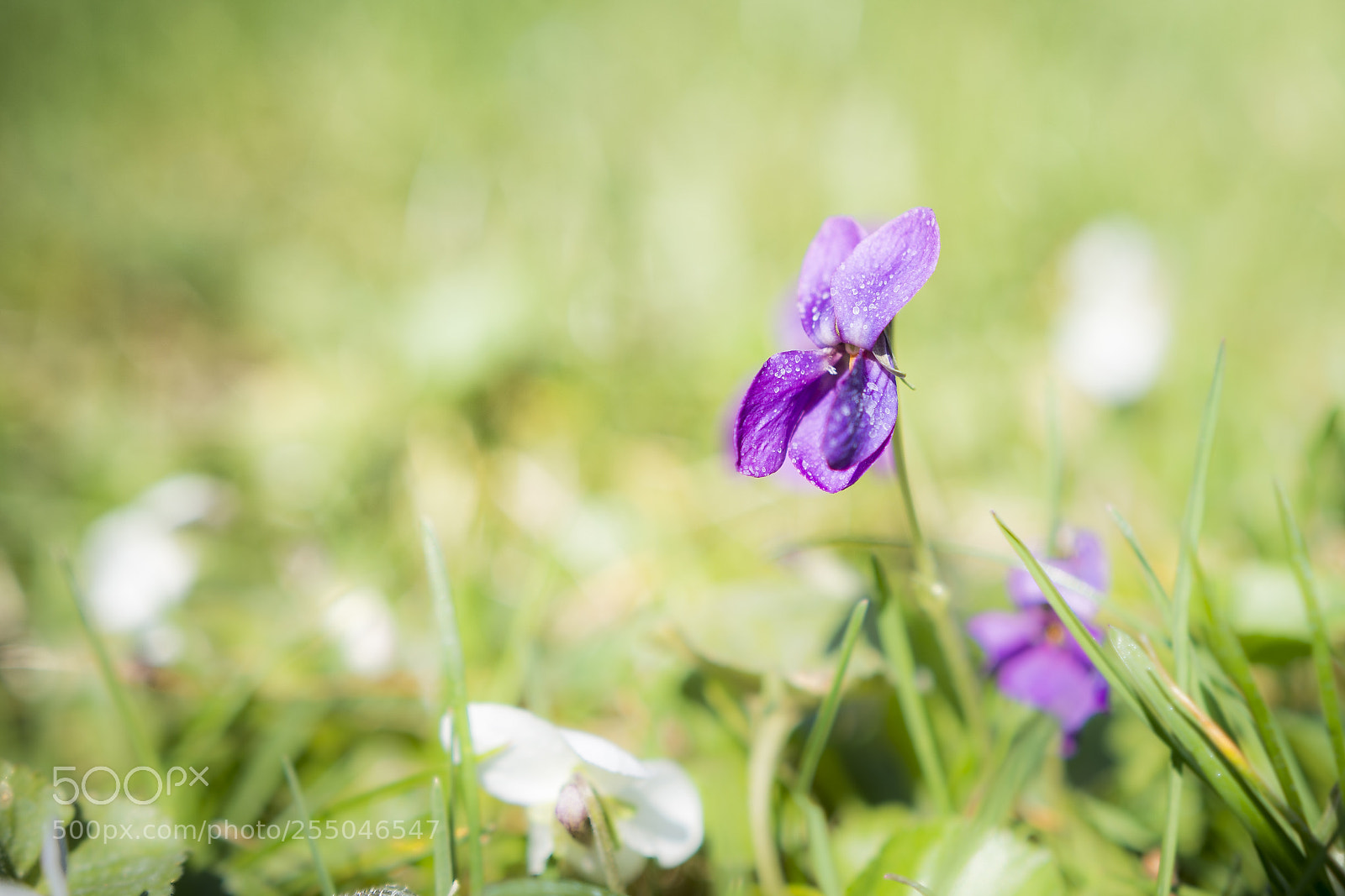 Nikon D7200 sample photo. Spring 2018 - violet photography