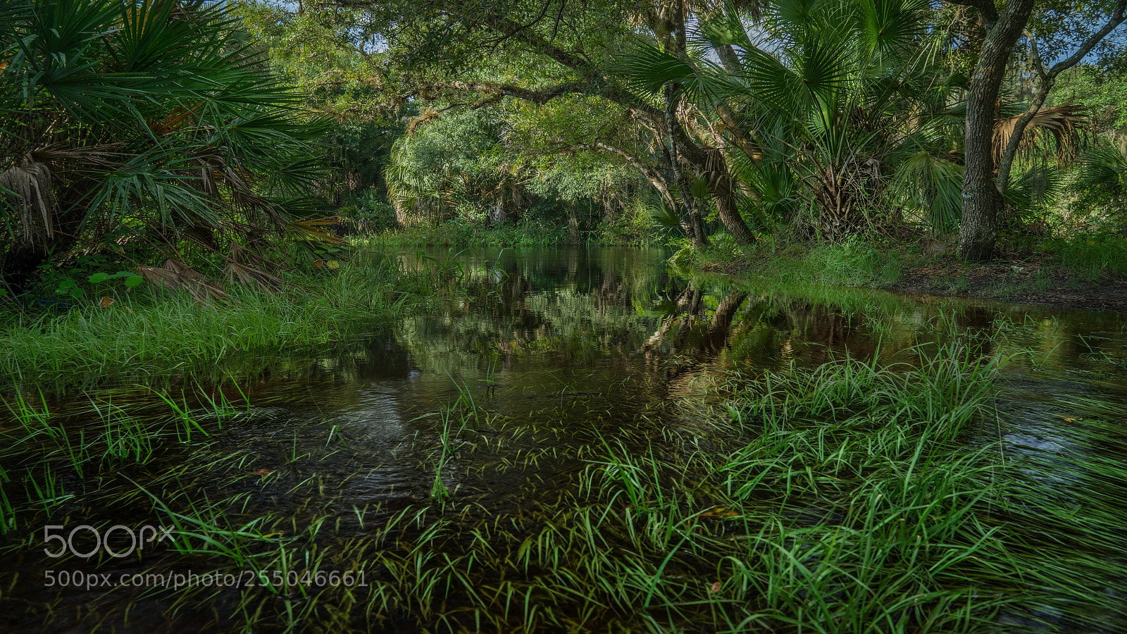 Sony a7R sample photo. Jungle scene photography