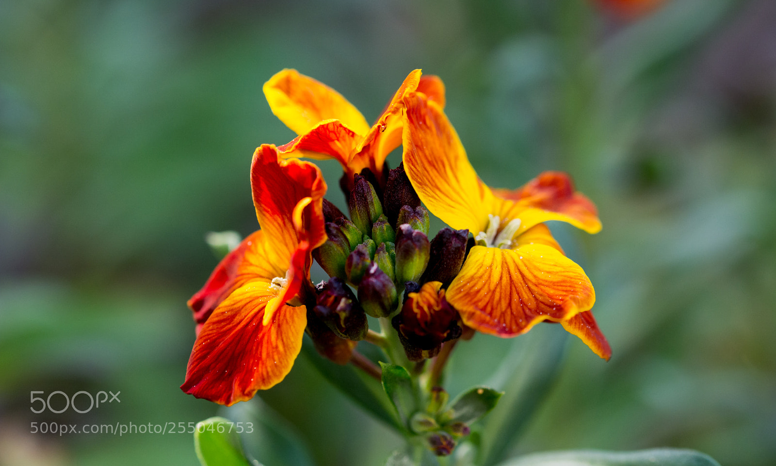 Nikon D5200 sample photo. So colorful... photography