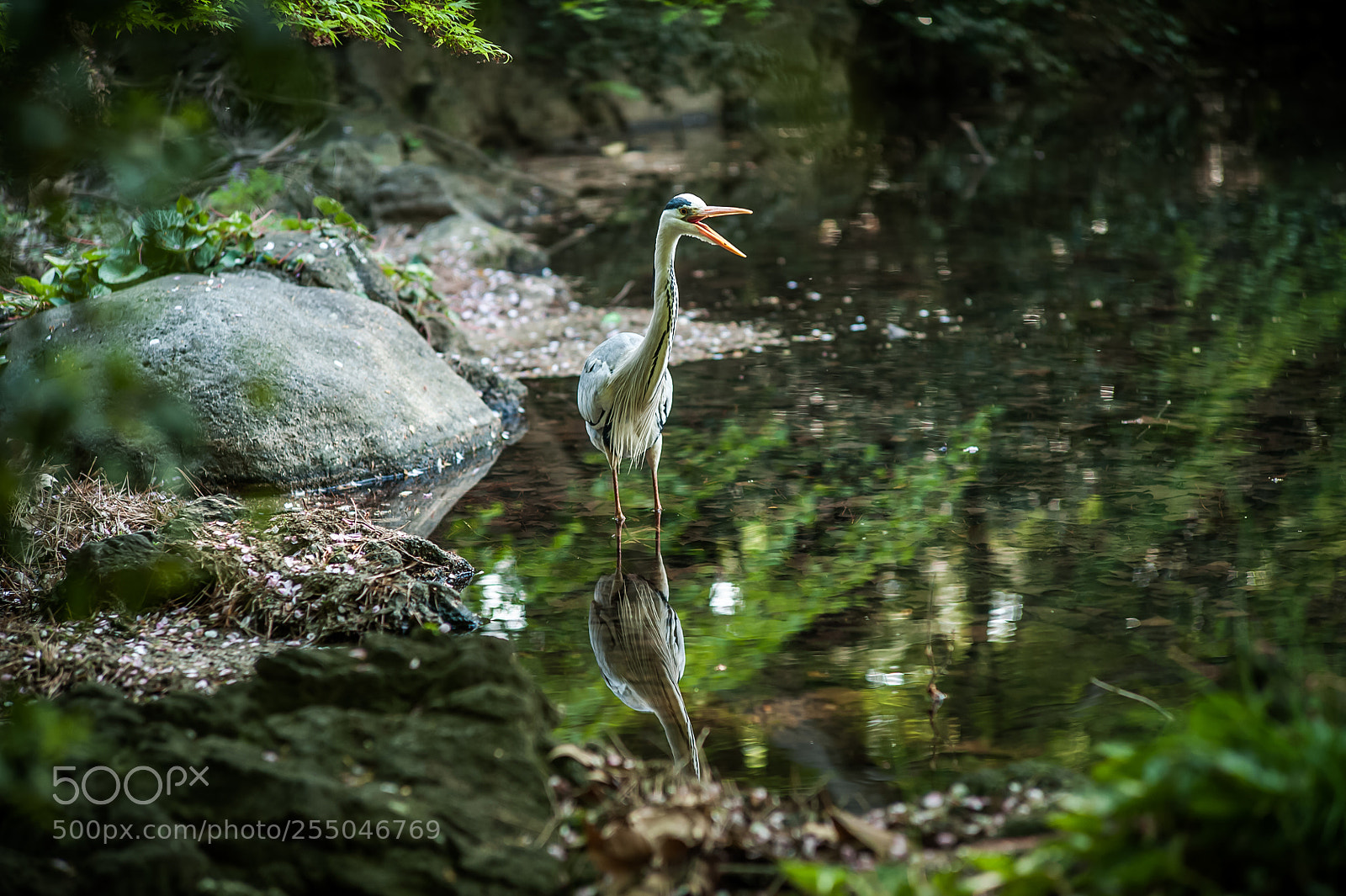 Nikon D700 sample photo. Nature photography