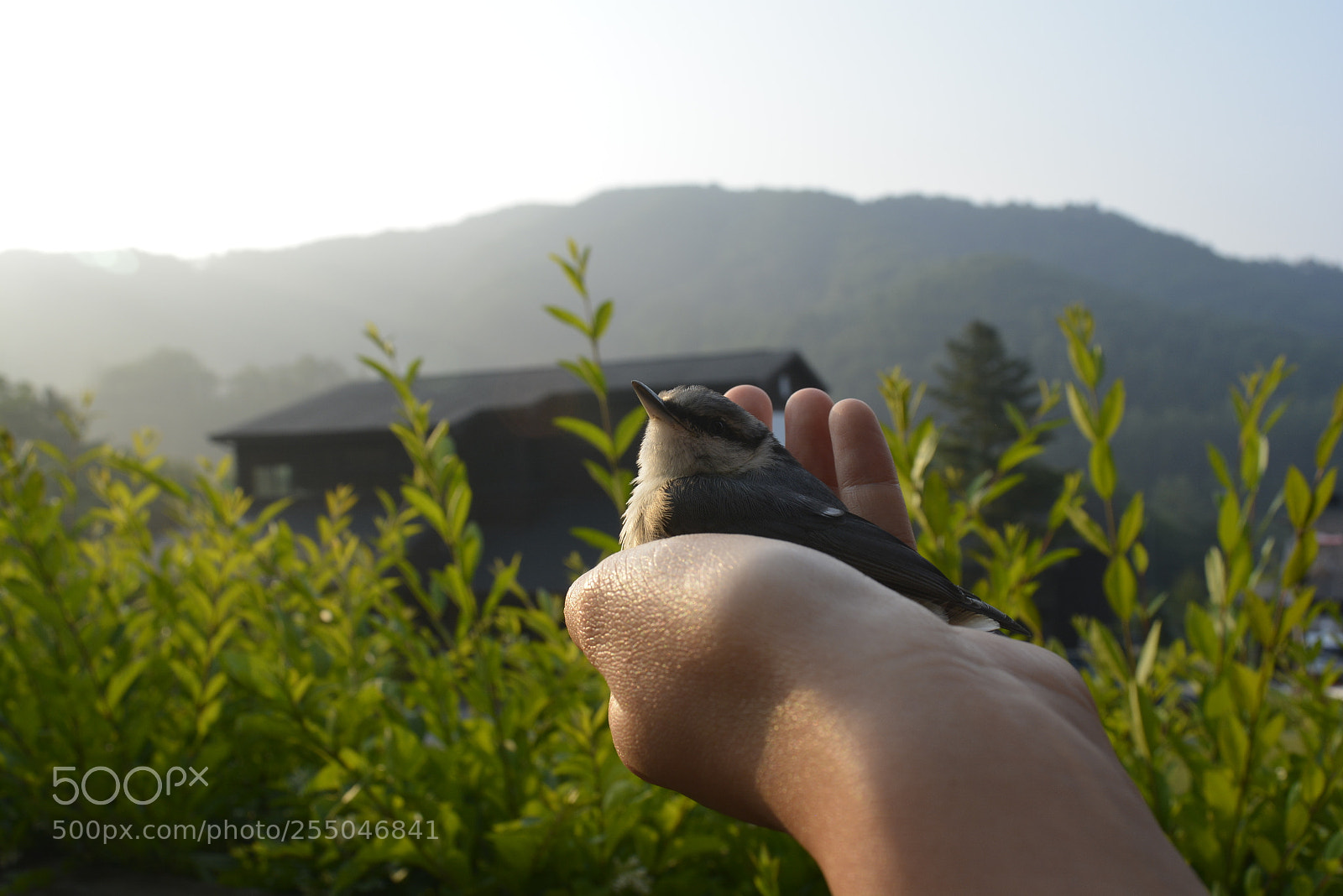 Nikon D5200 sample photo. Tame bird photography