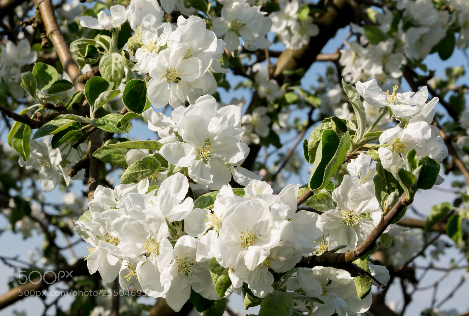 Nikon D5200 sample photo. White flowers photography