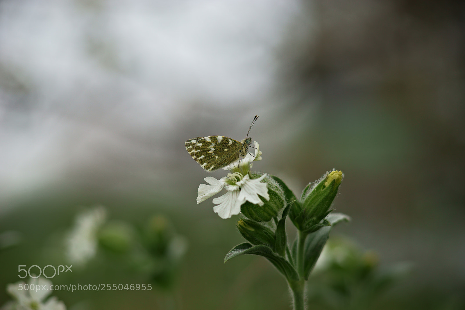 Sony a7 II sample photo. Dsc photography