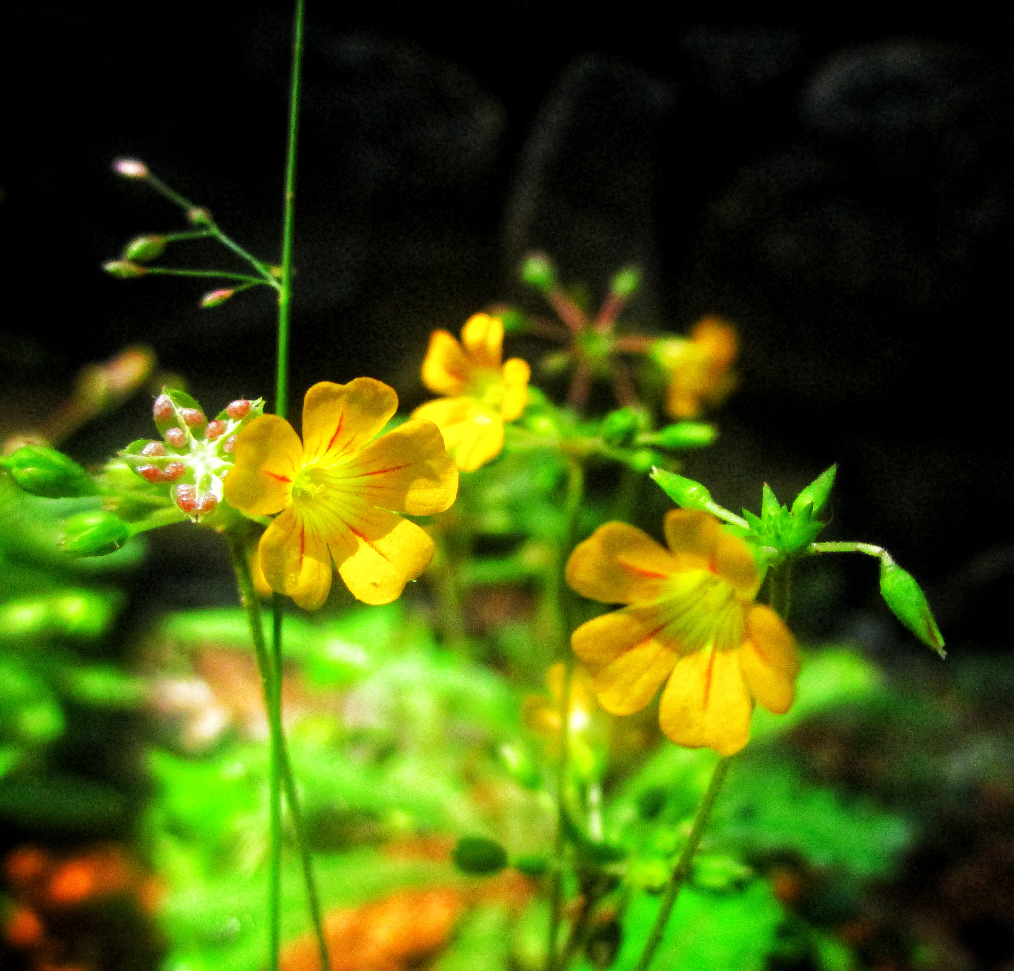 Canon PowerShot ELPH 150 IS (IXUS 155 / IXY 140) sample photo. Yellow ladies photography