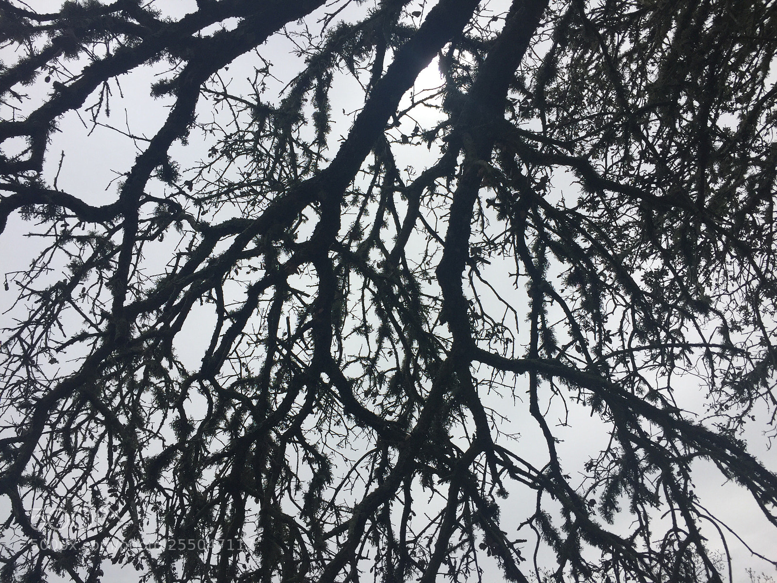 Apple iPhone 6 sample photo. Untitled photography