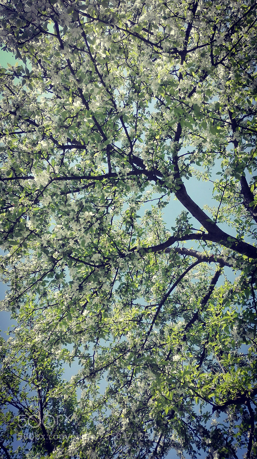 HUAWEI P8 Lite sample photo. Untitled photography