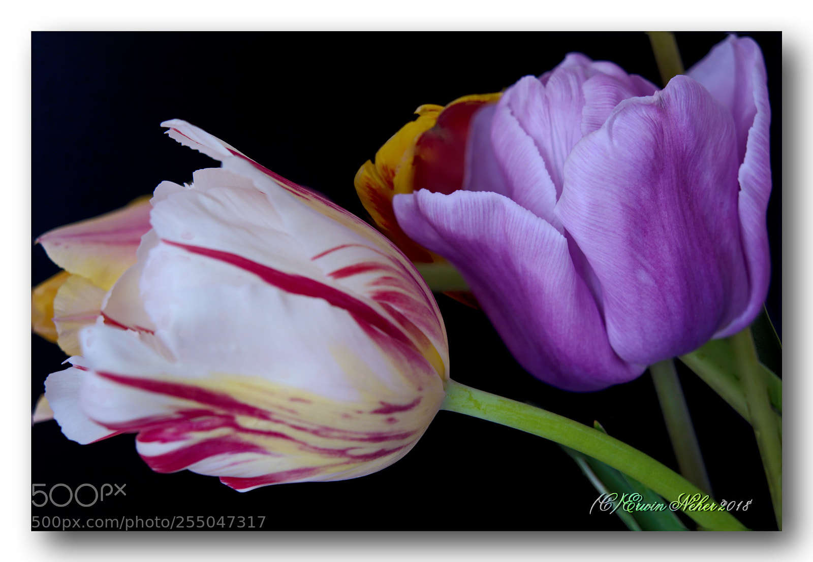 Nikon D7100 sample photo. Flower...tulip photography