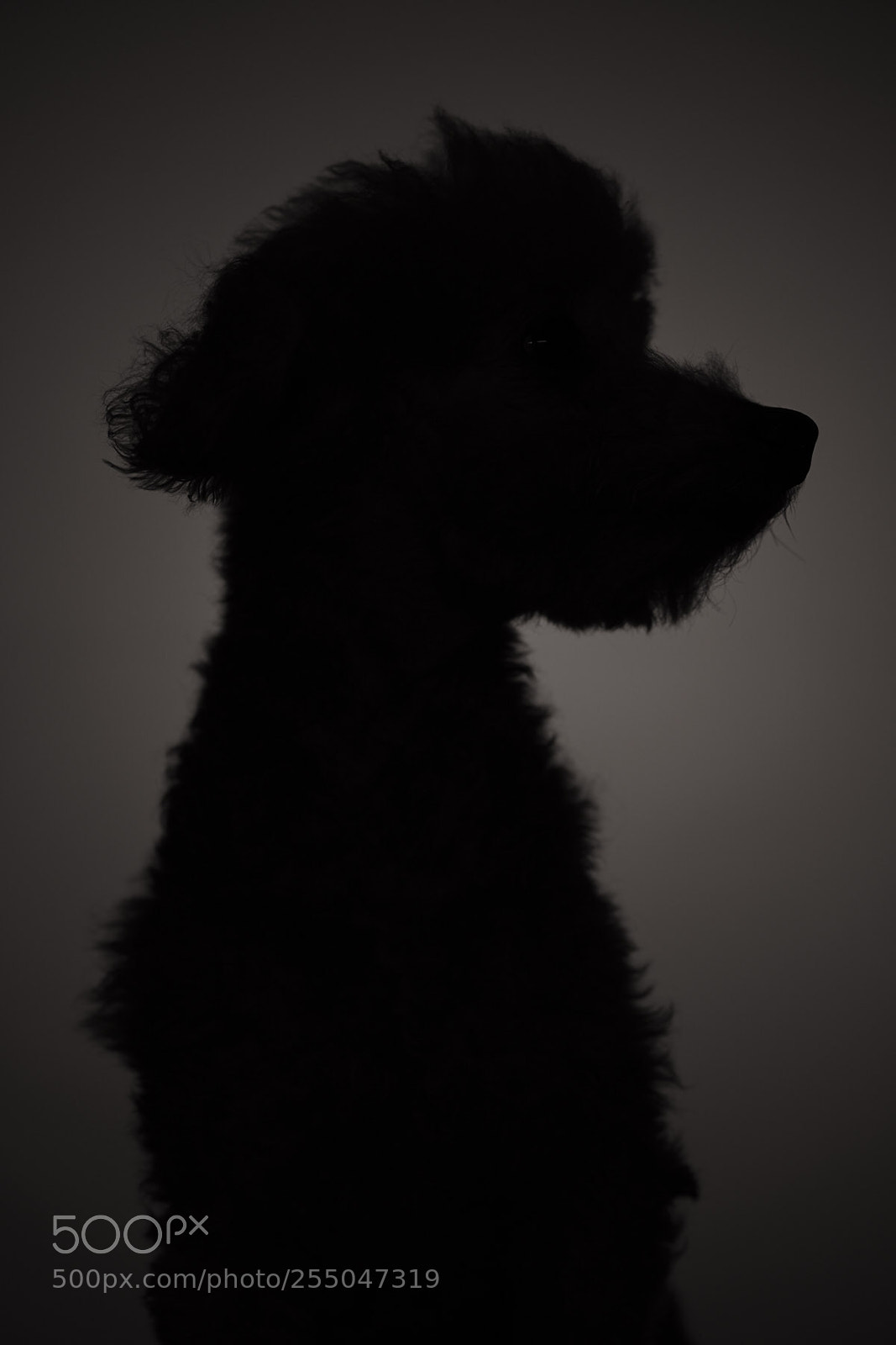 Sony a9 sample photo. 寵物攝影 photography