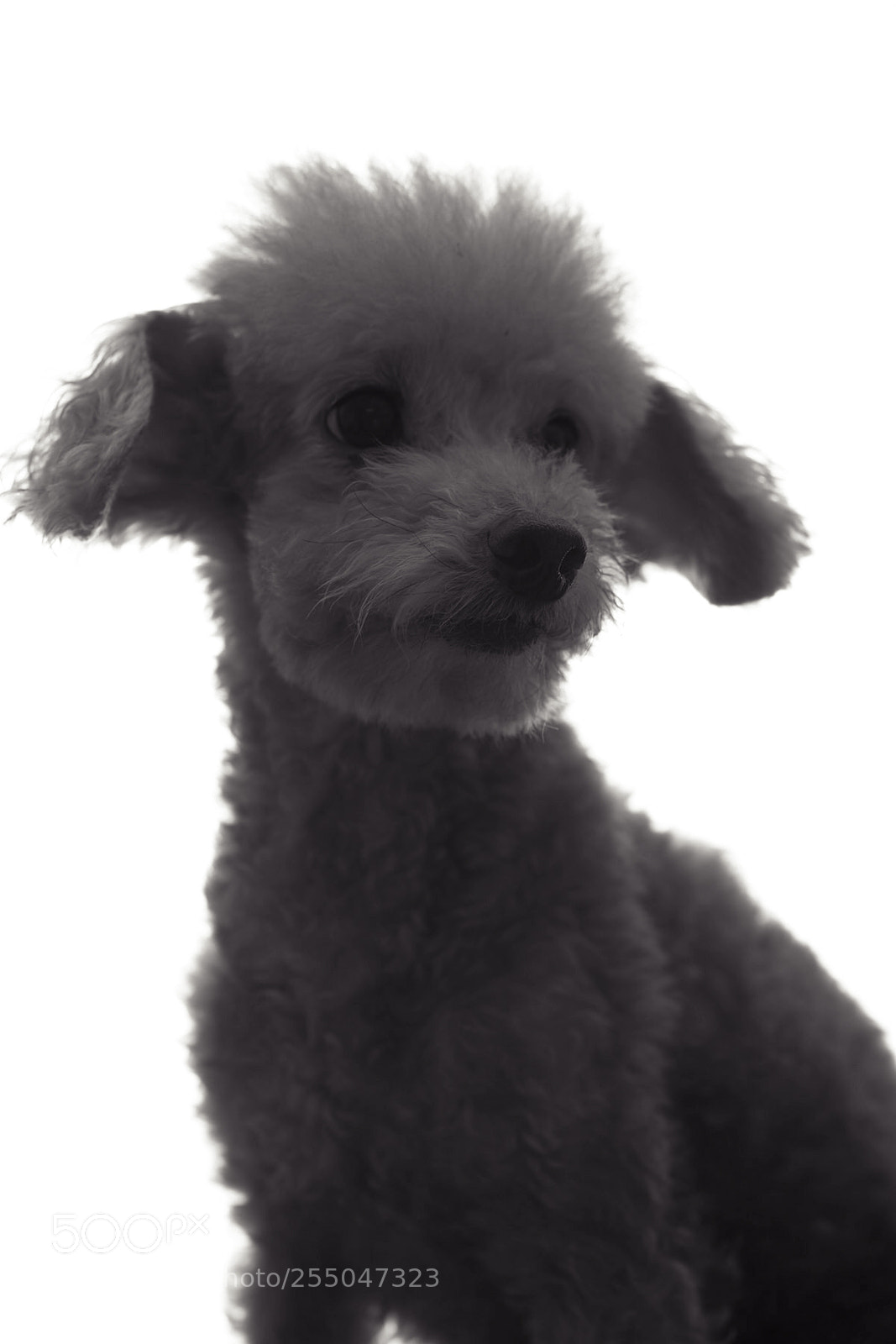 Sony a9 sample photo. 寵物攝影 photography