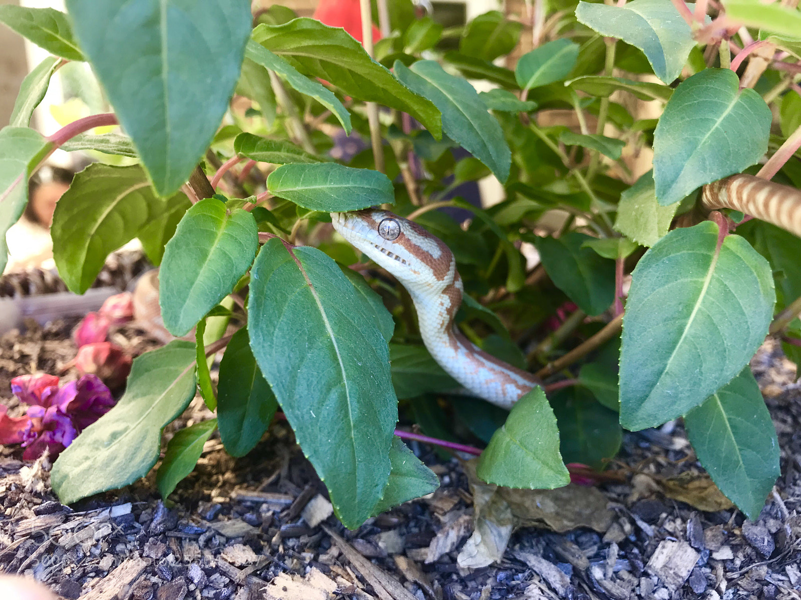 Apple iPhone 7 Plus sample photo. Aspen photography