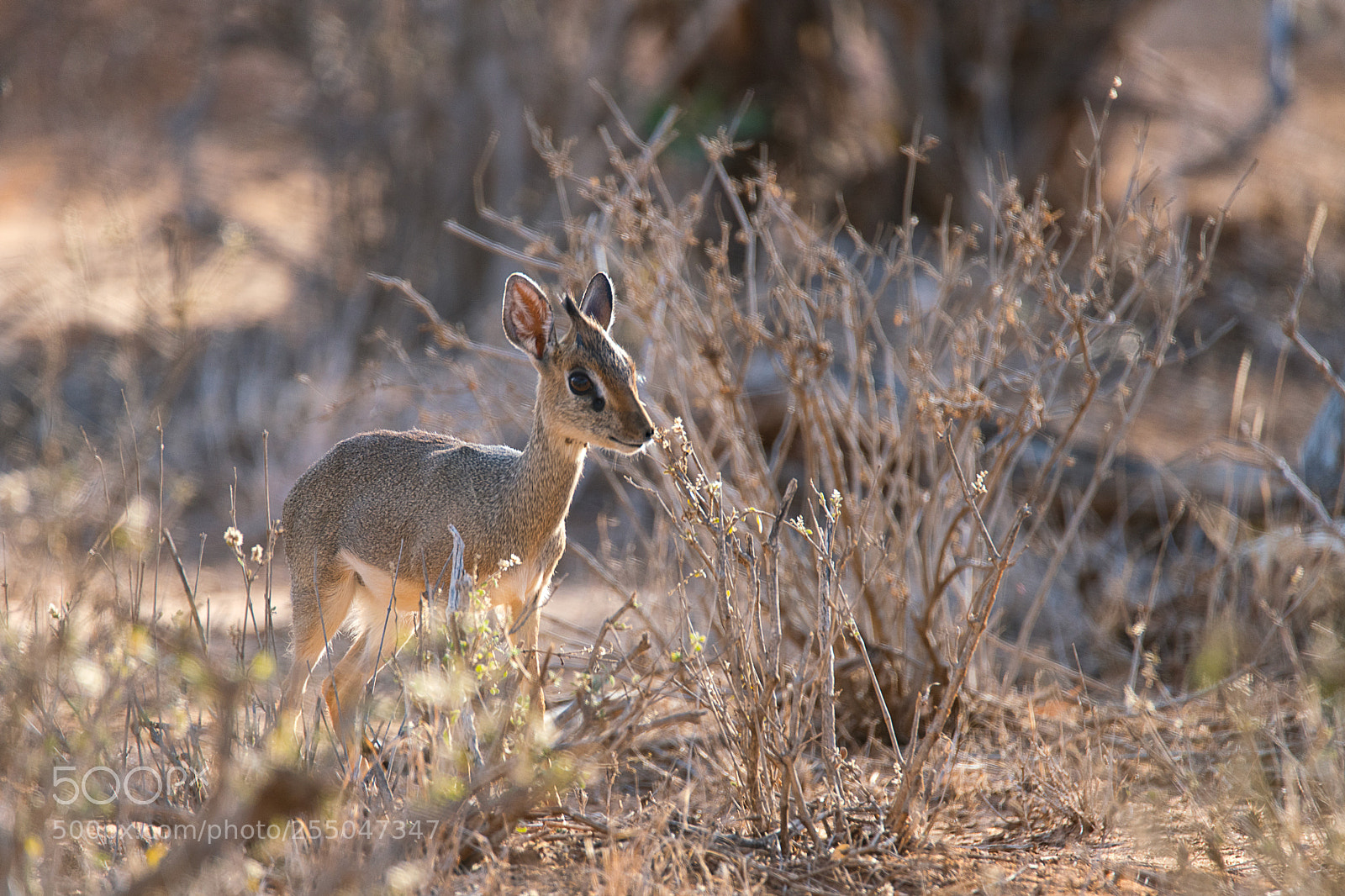 Sony a99 II sample photo. Dik-dik antelope photography