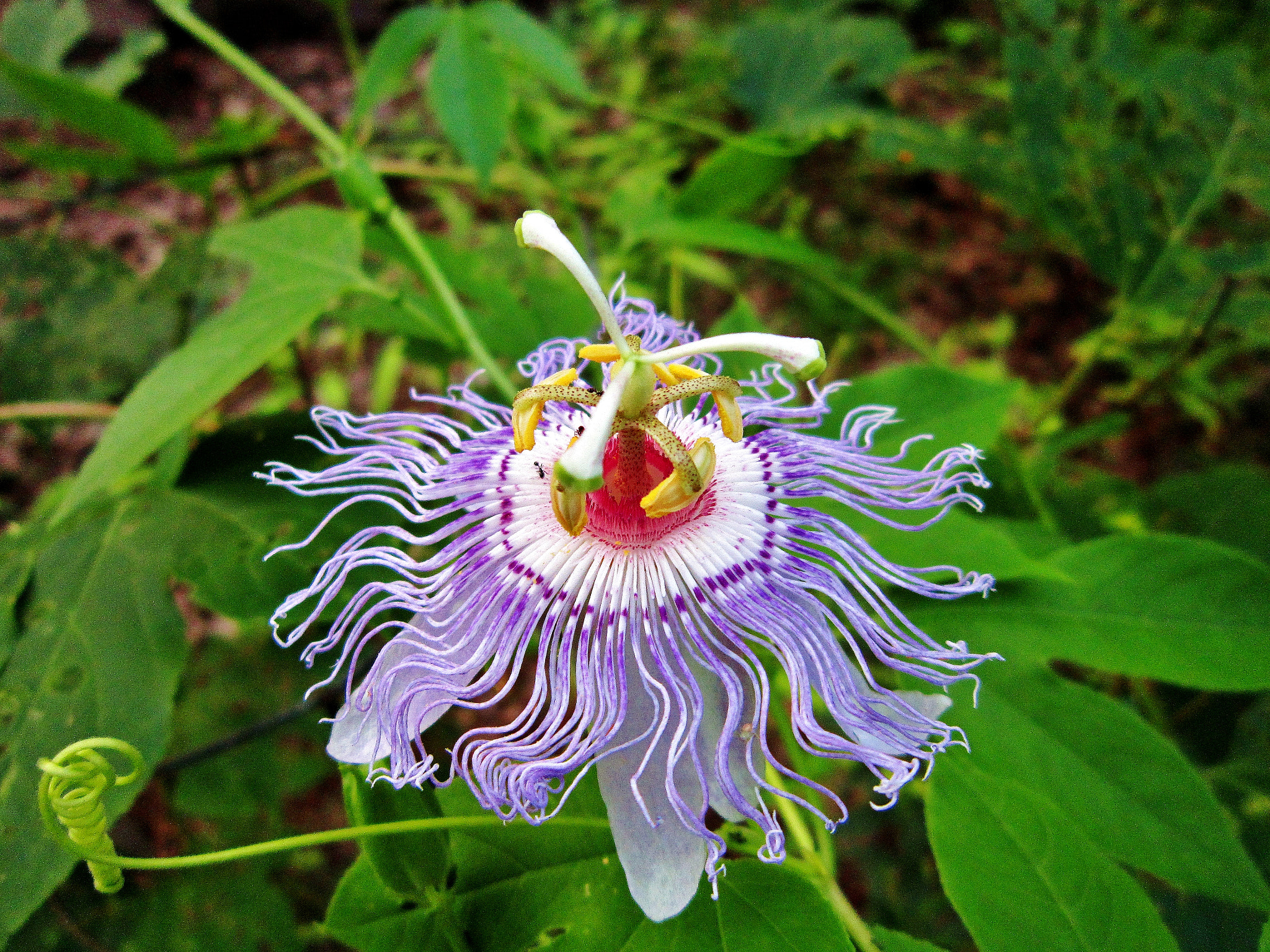 Canon PowerShot A3300 IS sample photo. Passion flower photography