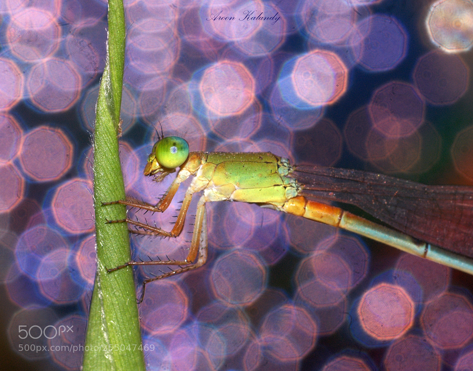 Sony Alpha DSLR-A390 sample photo. Bokeh and damsel...... photography