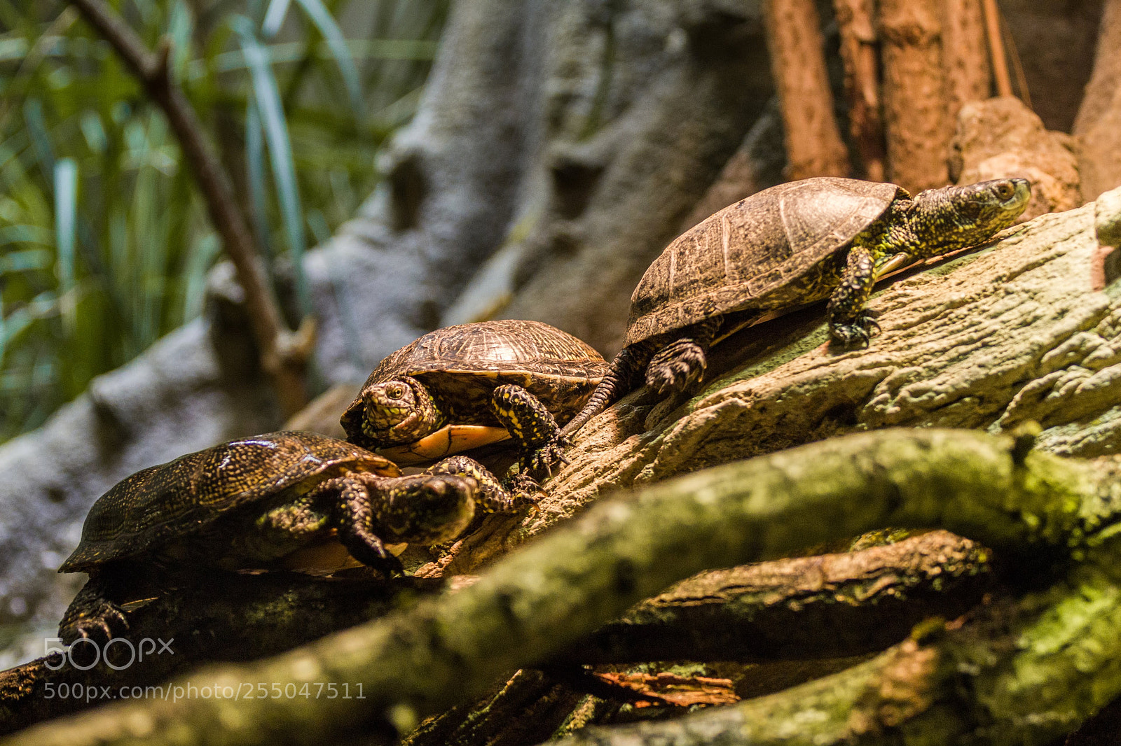 Canon EOS 550D (EOS Rebel T2i / EOS Kiss X4) sample photo. Vincennes - turtles in photography