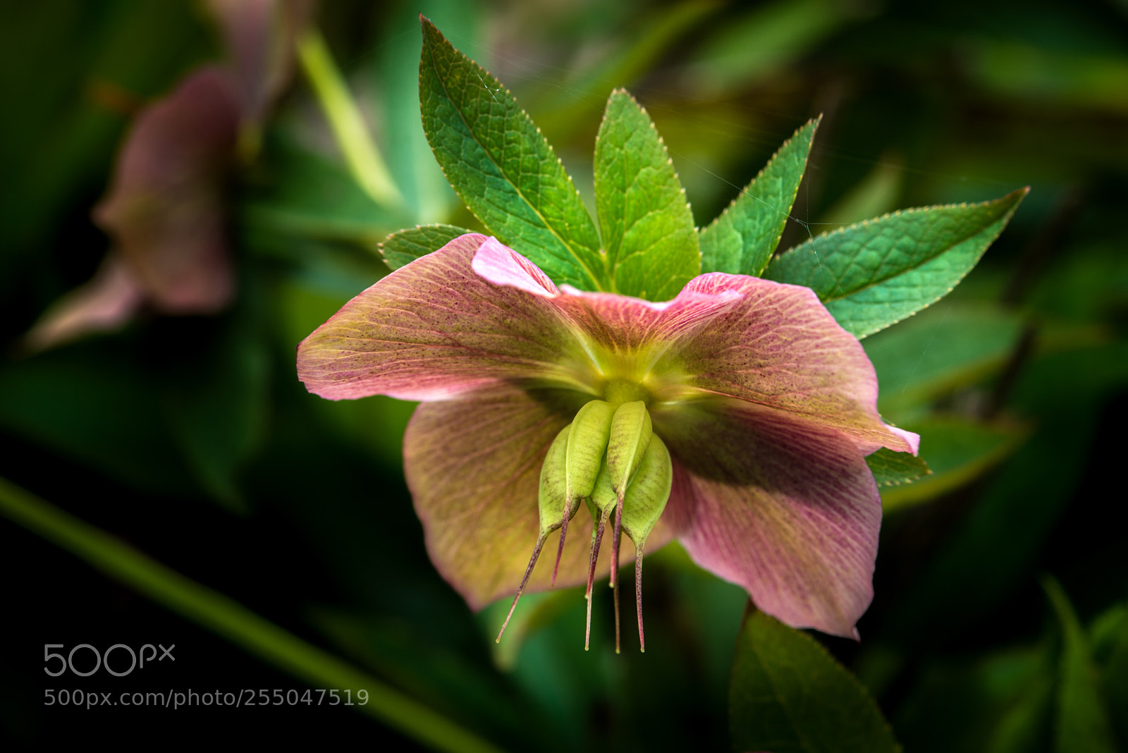 Nikon D800 sample photo. Flower photography