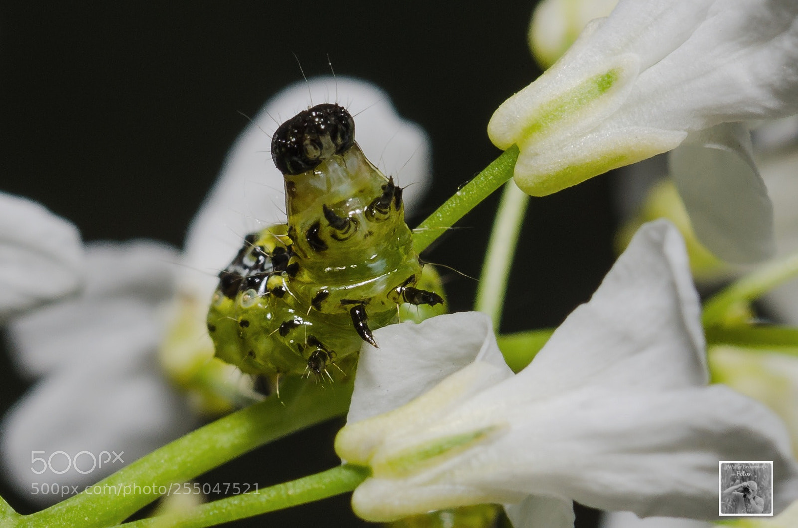 Nikon D7000 sample photo. Schmetterlinge/butterfly's photography