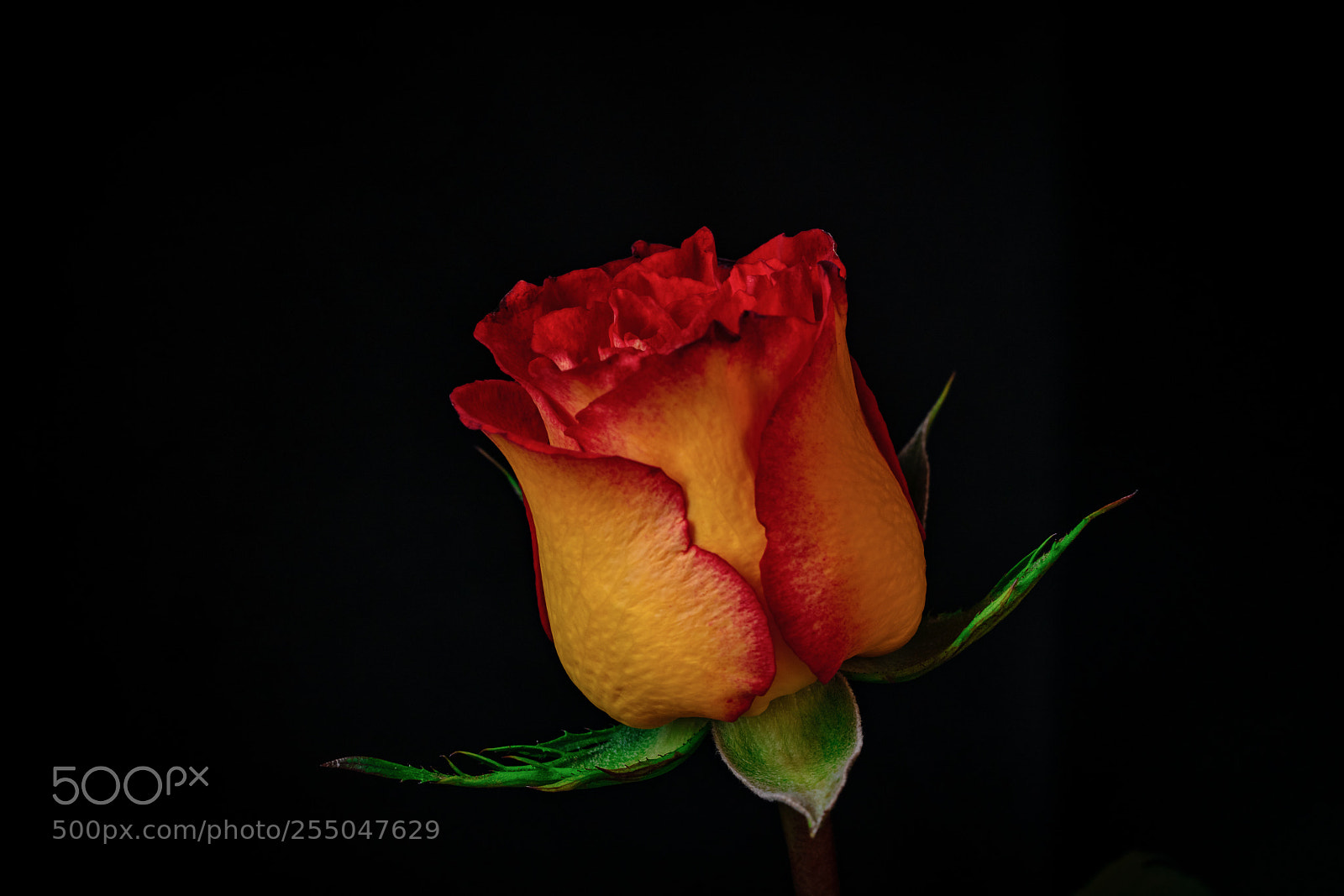 Sony a7R II sample photo. Rose photography