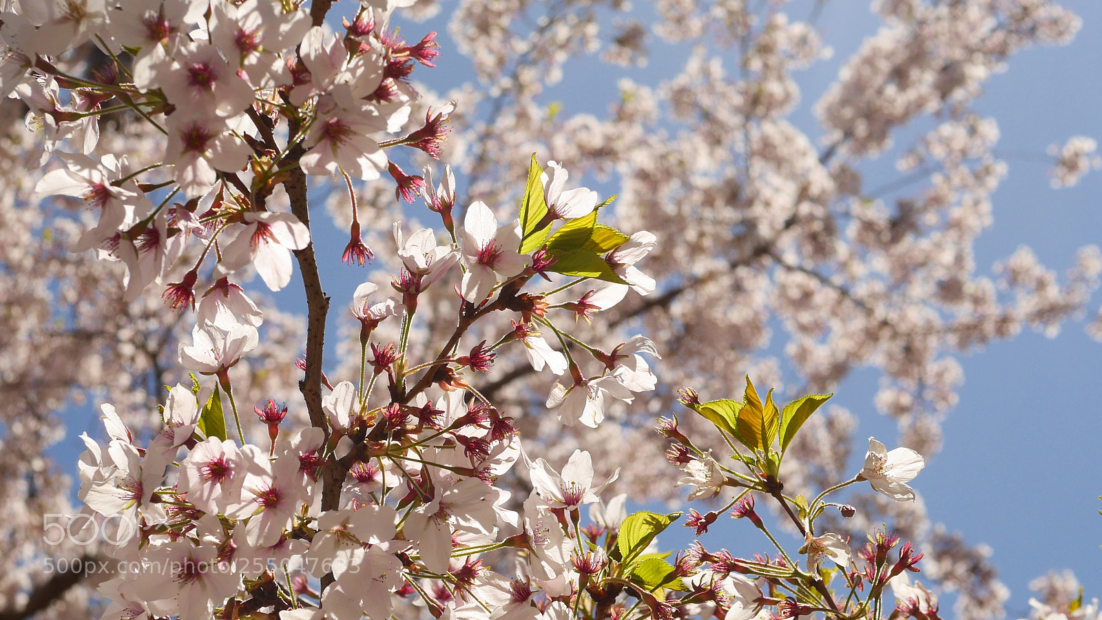 Panasonic Lumix DMC-GH3 sample photo. Sakura photography