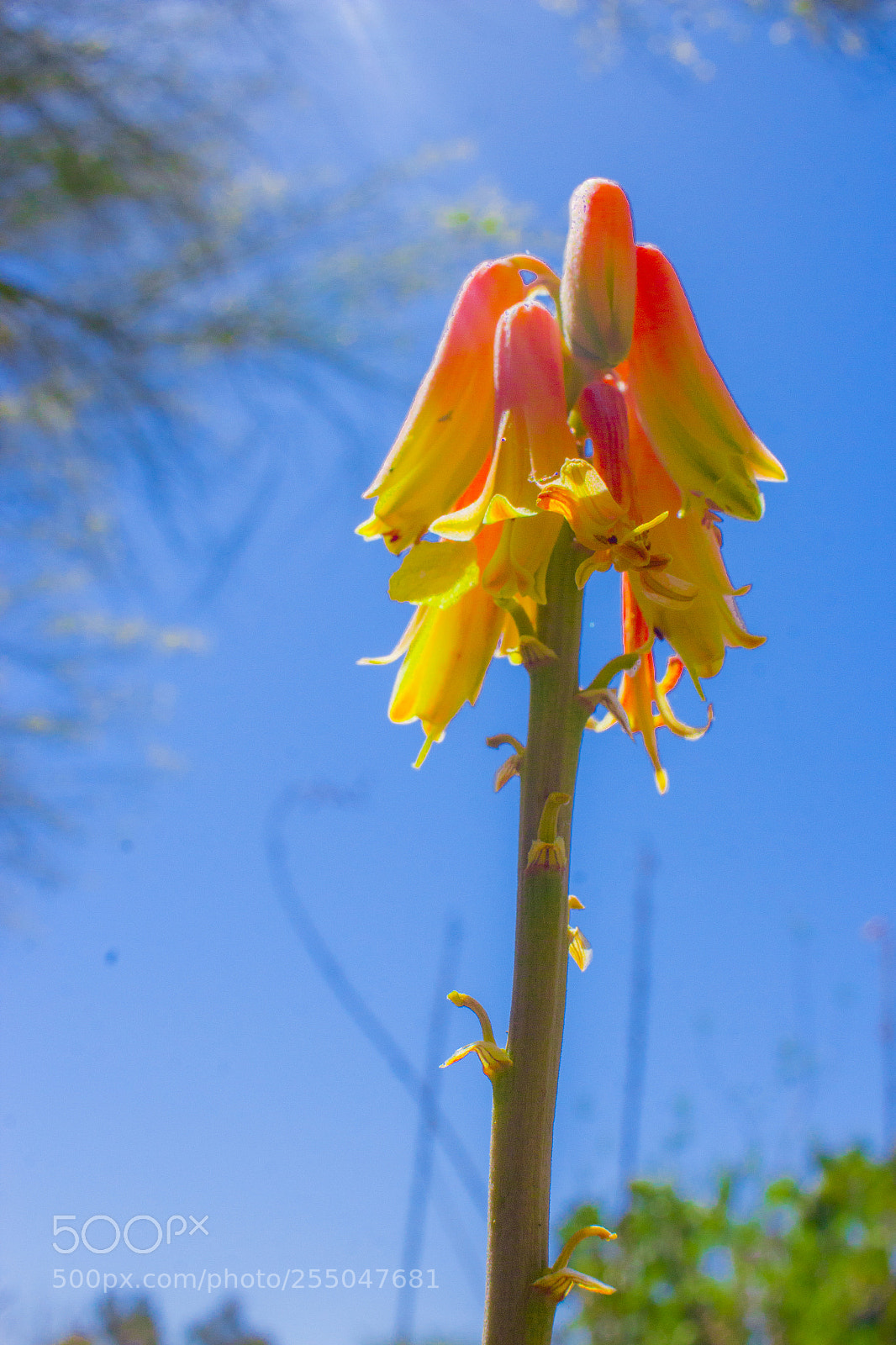 Canon EOS 600D (Rebel EOS T3i / EOS Kiss X5) sample photo. Foxpaws peace photography